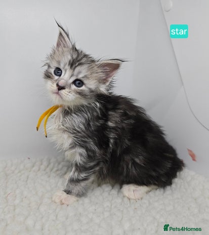 Maine Coon cats Maine Coon Kittens Silver Imported Shaded Lines - Advert 16