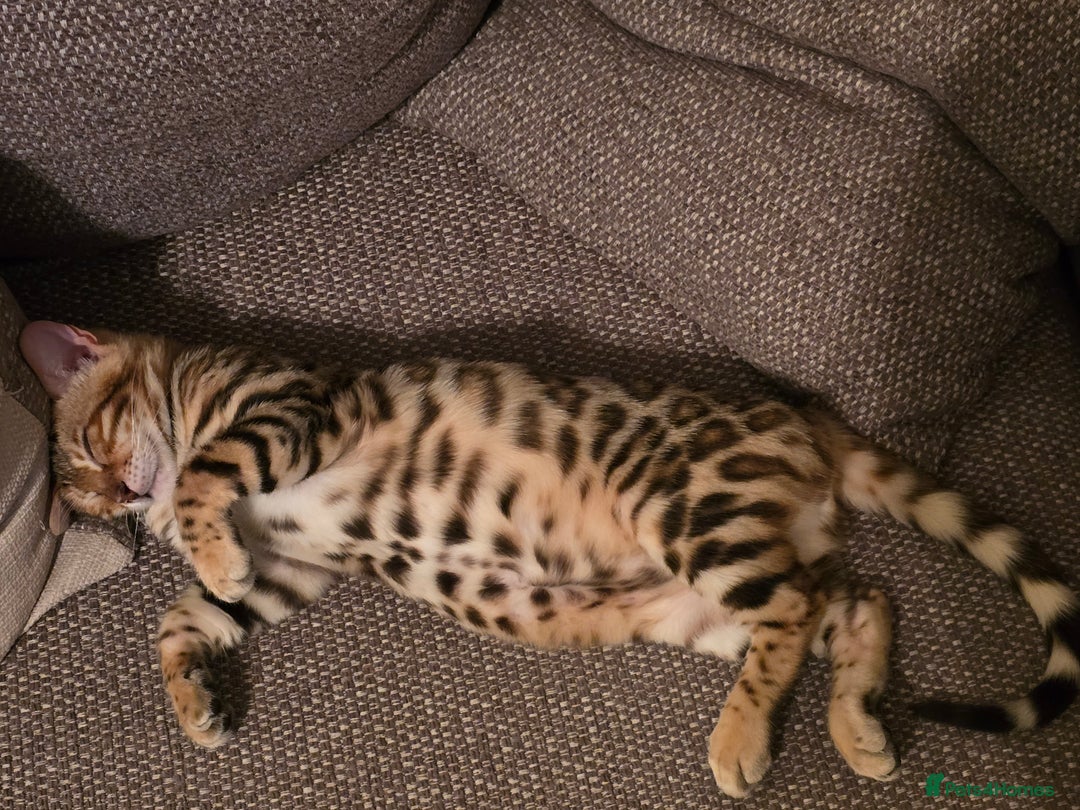 Bengal cats for sale: Bengal girl for sale - Image 8