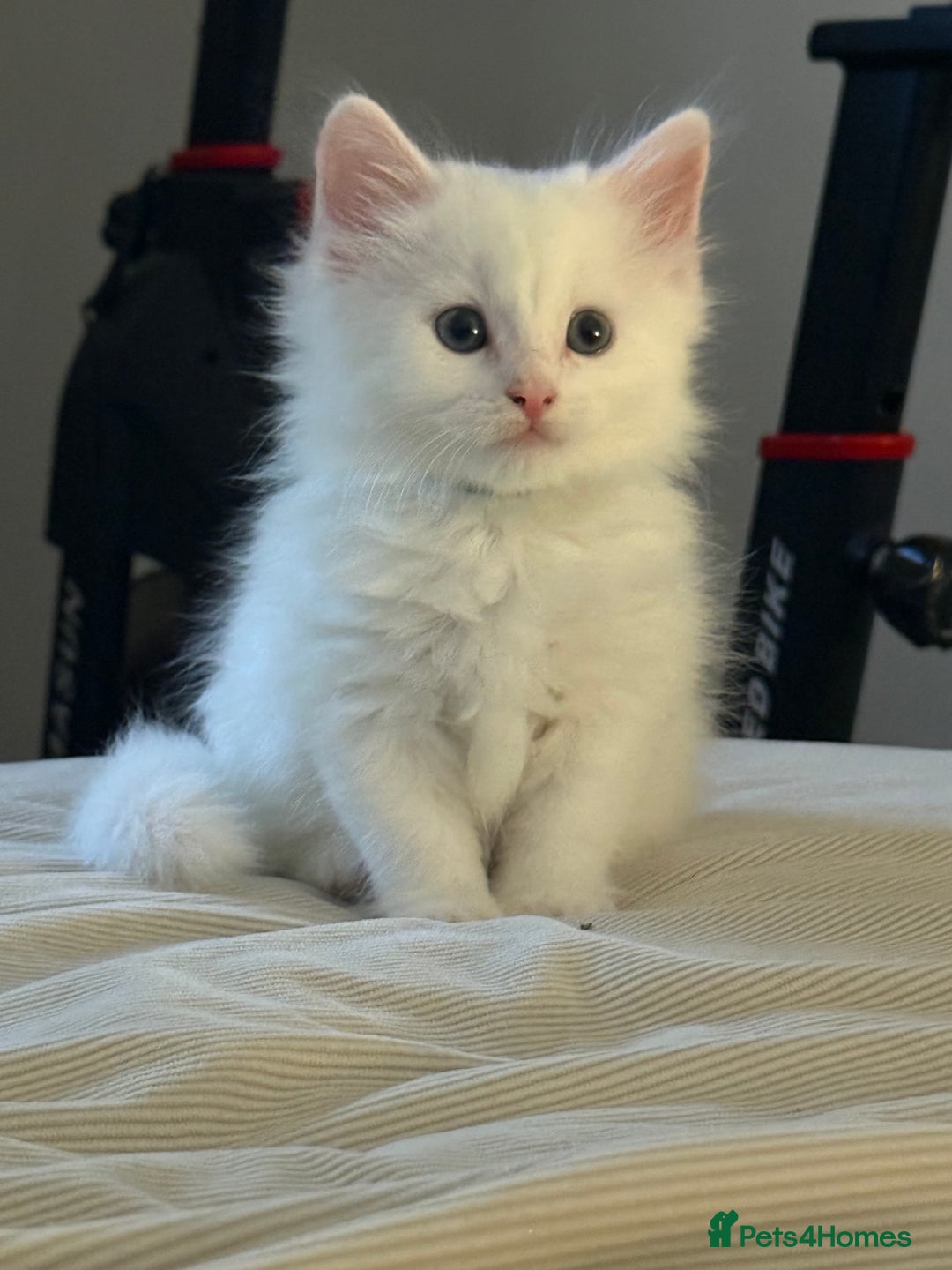 Mixed Breed cats for sale: Mixed breed white kittens  - Image 20