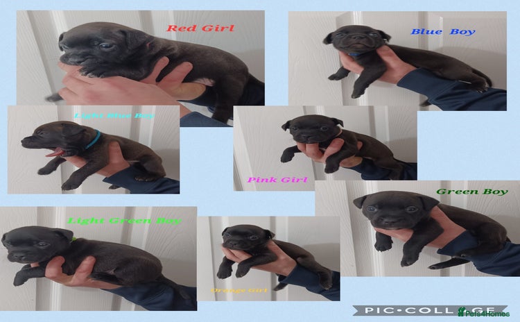 Staffordshire Bull Terrier dogs - Advert 5