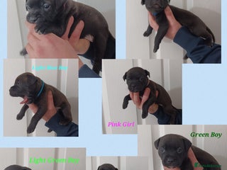 Staffordshire Bull Terrier dogs - Advert 1