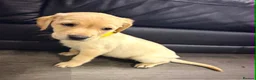 Labrador Retriever dogs for sale: 6x KC Reg Labrador's 3b /3g  2 black 4 Golden - Advert 10