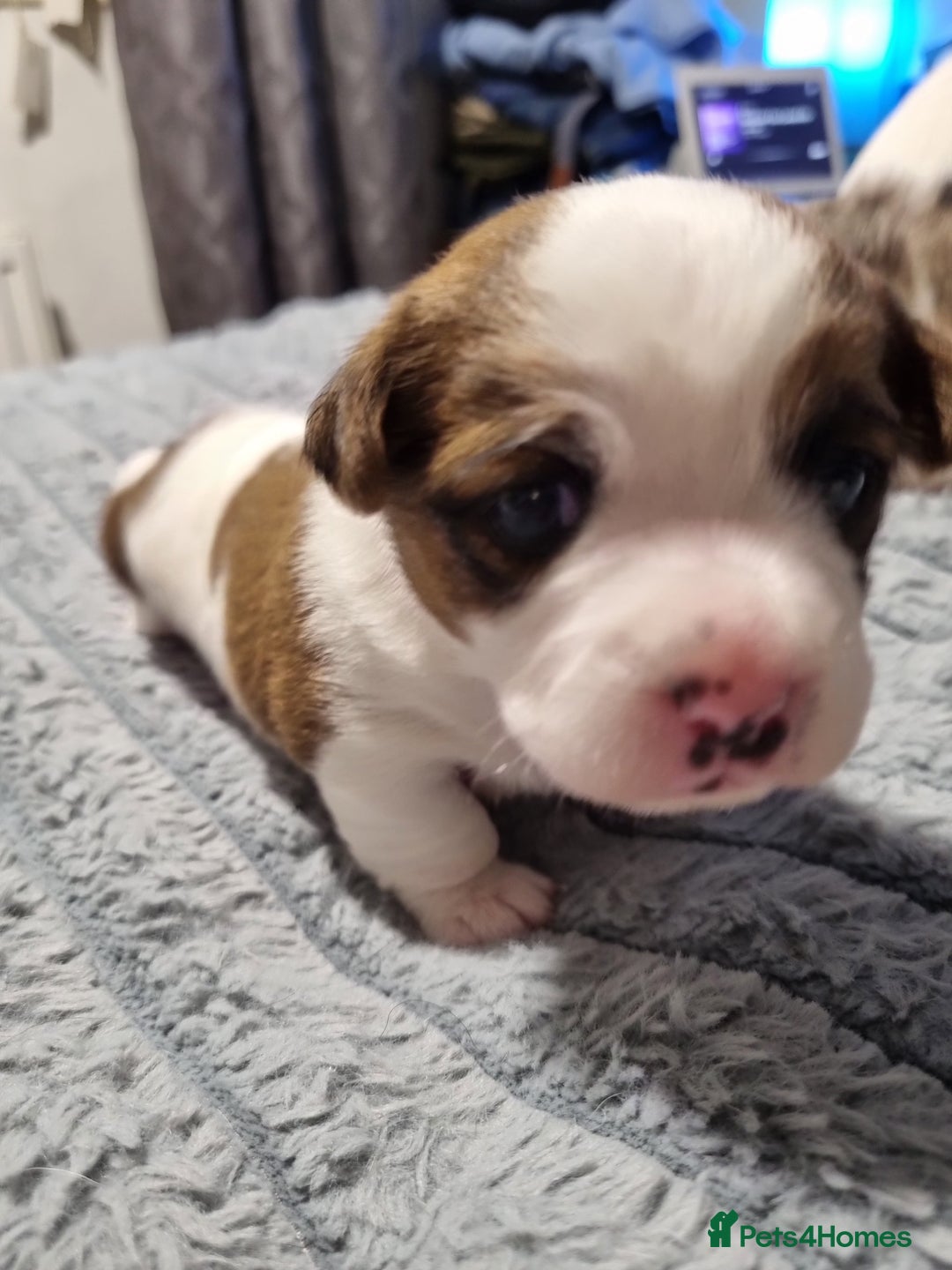 Jack Russell dogs for sale: Jack Russell X Shih Tzu Puppies - Advert 23