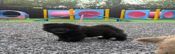 Chow Chow dogs for sale: Exotic colour male chow chow puppies for sale  - Advert 10