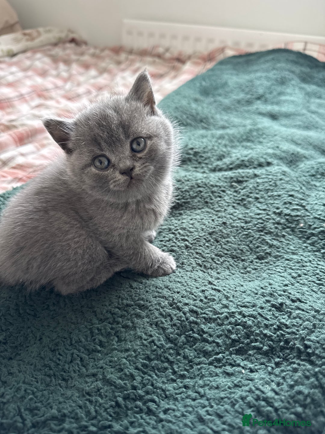British Shorthair cats for sale: British shorthair kittens 🐈‍⬛ - Advert 21