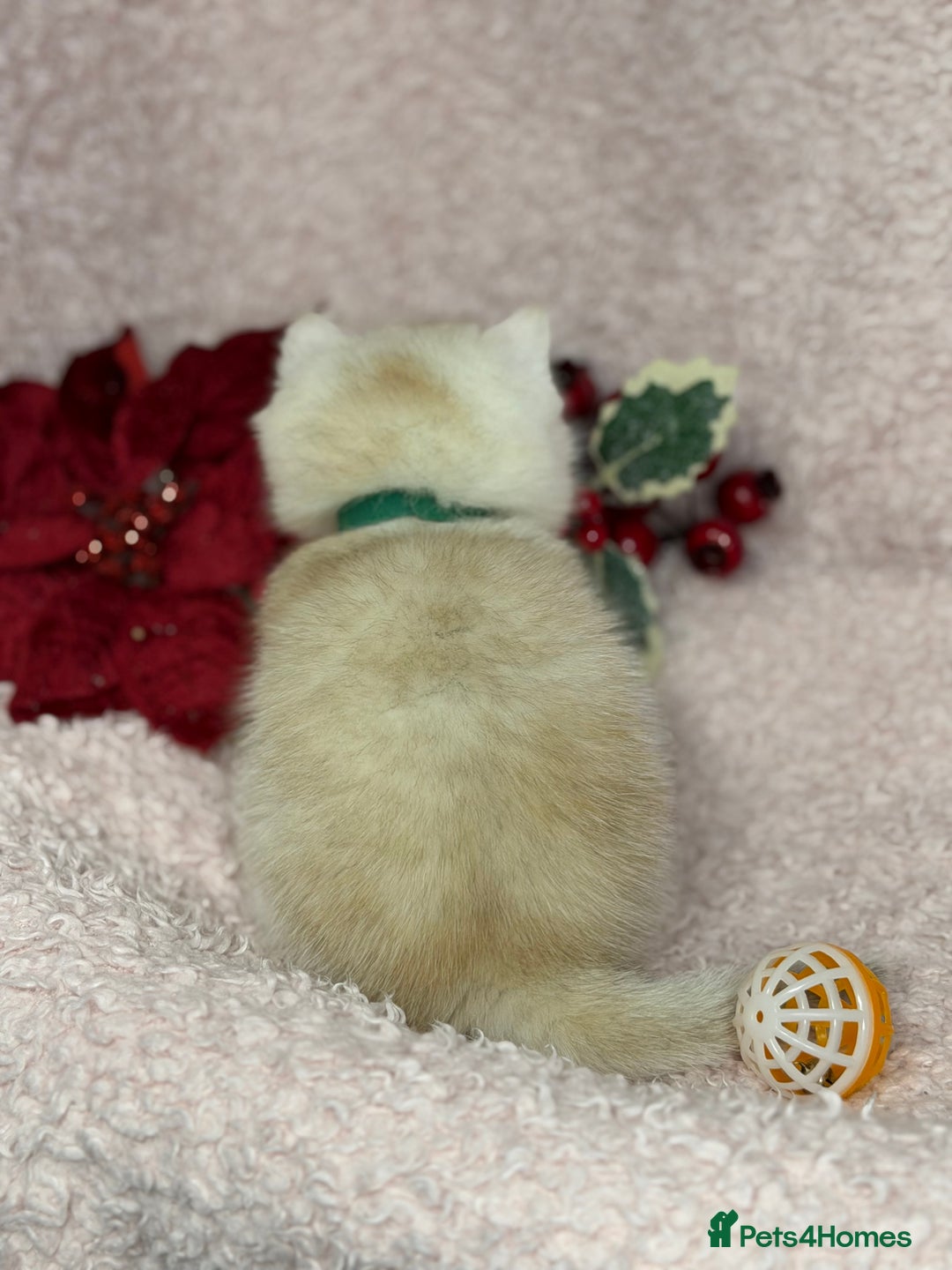 British Shorthair cats for sale: Adorable British shh golden kittens GCCF  - Advert 4