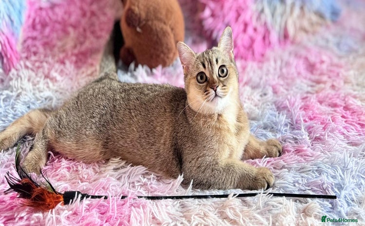 Scottish Fold cats - Advert 1
