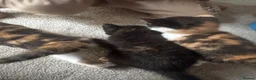 British Shorthair cats for sale: British short hair kittens  in Bolton - Advert 3