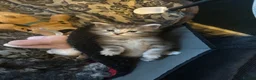 Maine Coon cats for sale: Beautiful Tica Registered kittens - Advert 28