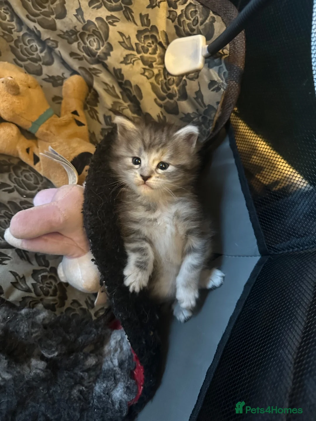 Maine Coon cats for sale: Beautiful Tica Registered kittens - Advert 28