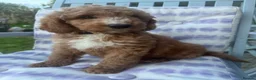 Australian Labradoodle dogs for sale: Australian Labradoodle Puppies - Ready to Leave - Advert 5