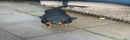 Rottweiler dogs for sale: Rottweiler pups - Advert 6