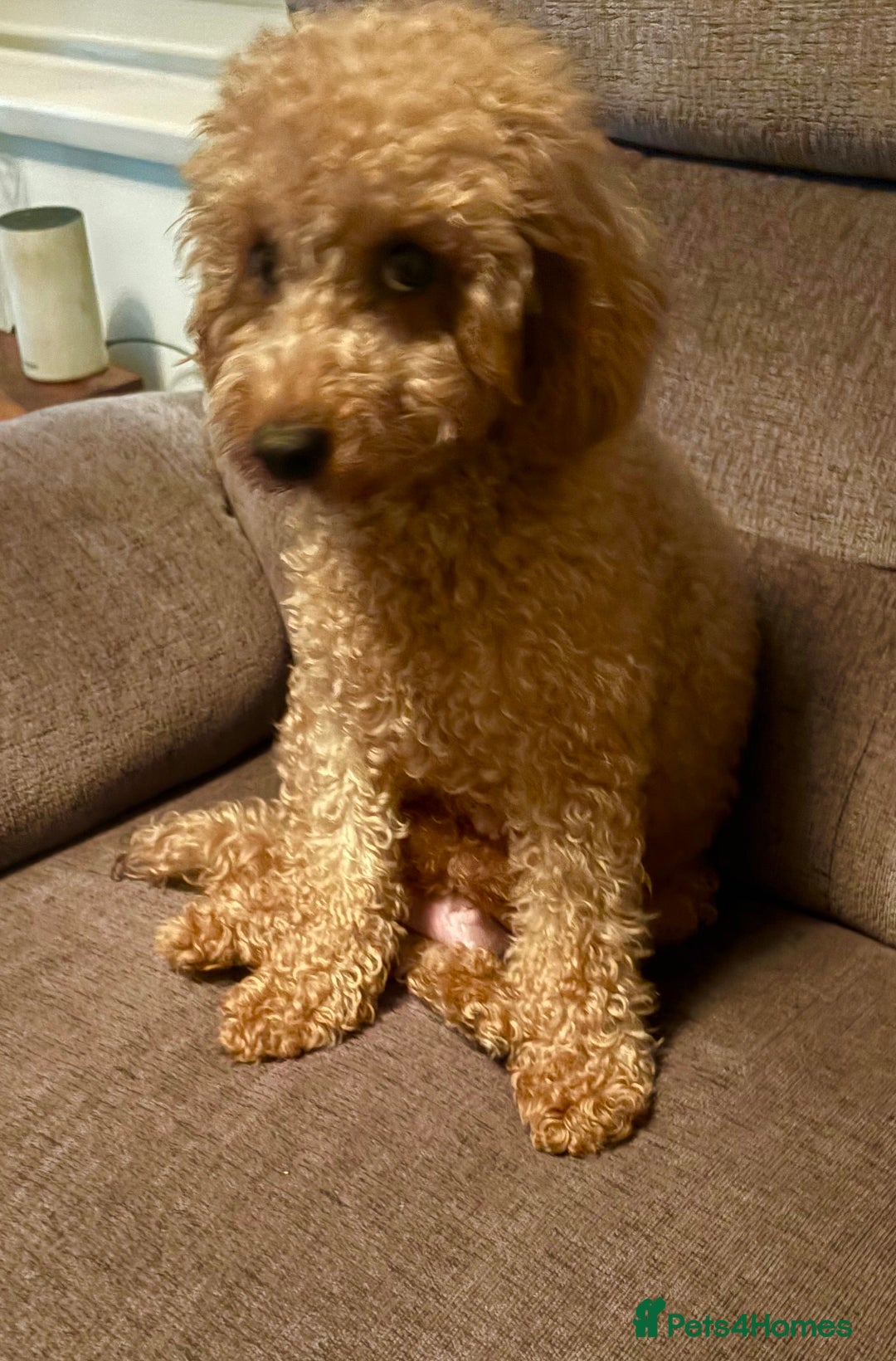 Cavapoo dogs for sale: BEAUTIFUL F1 CAVAPOOS - Image 10
