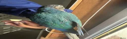 Conures birds for sale: Green check conures tamed - Advert 7
