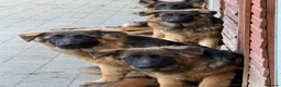 German Shepherd dogs for sale: Long coat German Shepherd - Advert 8