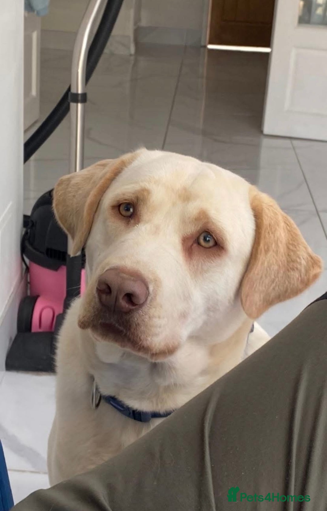 Labrador Retriever dogs for stud: KC reg champagne Labrador stud (silver carrier)  - Advert 3