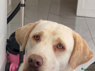 Labrador Retriever dogs - Advert 18