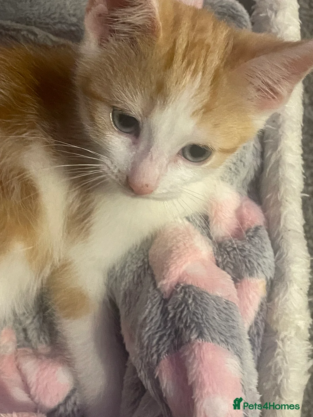 Domestic Shorthair cats for sale: 4 kittens - Advert 2