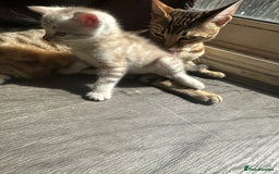 Bengal cats for sale: Snow Mink/Brown Rossette Blue Eyed Bengals - Image 36