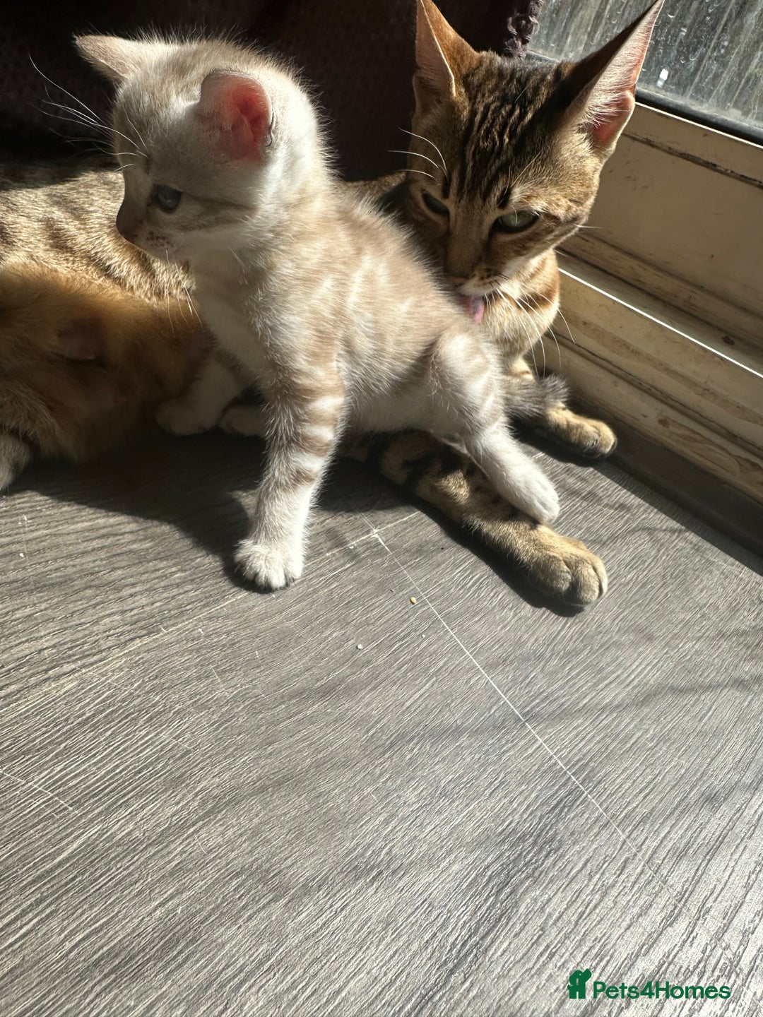 Bengal cats for sale: Snow Mink/Brown Rossette Blue Eyed Bengals - Image 36