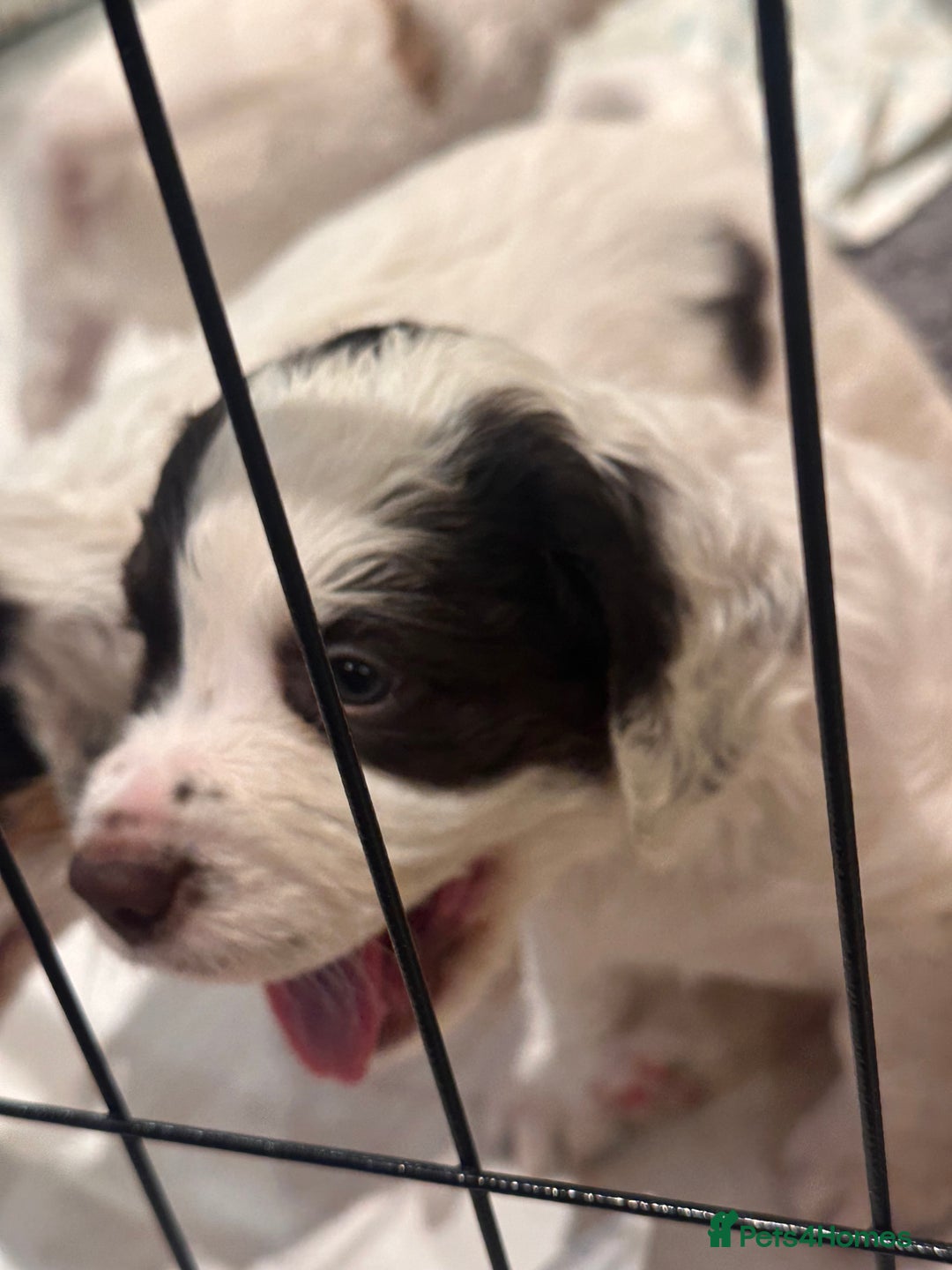 Clumber Spaniel dogs for sale: Clumber Spaniel Hybrid - Image 15
