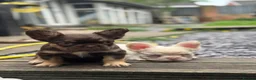 French Bulldog dogs for sale: Pink Fluffy Choc and Tan French Bulldog Puppies - Advert 12