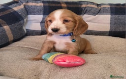 Cocker Spaniel dogs for sale: * KC Registered show type cockers * - Image 4