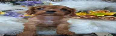 Cavalier King Charles Spaniel 5