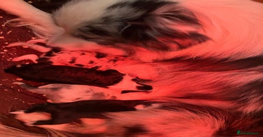 Border Collie dogs - Advert 6