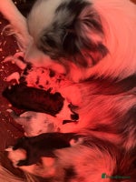 Border Collie dogs - Advert 5