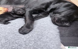 Labrador Retriever dogs for sale: Fantastic KC registered litter from FTCH lines - Image 11