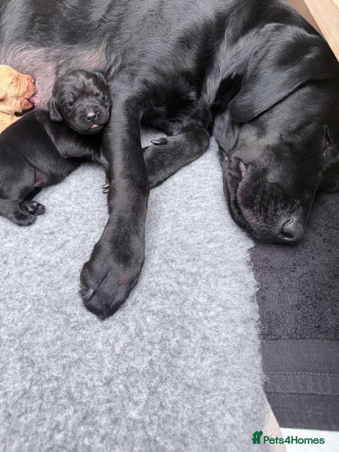 Labrador Retriever dogs for sale: Fantastic KC registered litter from FTCH lines - Image 11