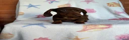 Miniature Dachshund dogs for sale: Minuture dachshund ready to leave - Advert 8