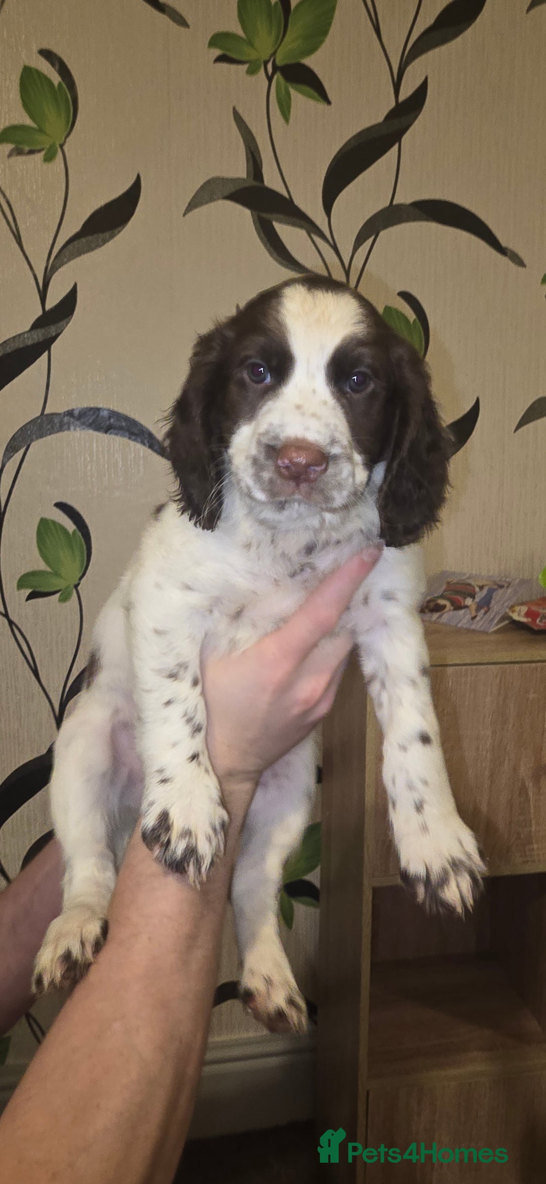 Sprocker dogs for sale: Home-Reared Sprocker Puppies  - Advert 24