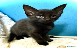 Mixed Breed cats for sale: Beautiful siamese mix kittens - Image 13