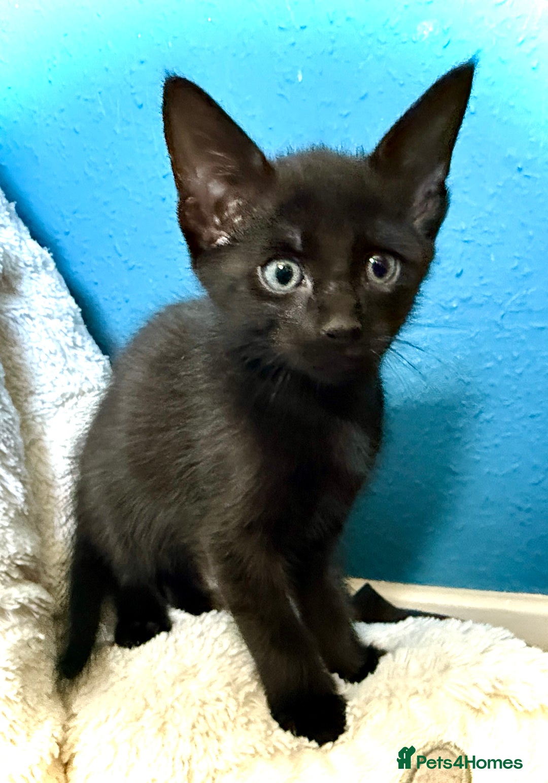 Mixed Breed cats for sale: Beautiful siamese mix kittens - Image 13