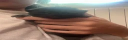 Mixed Breed cats for sale: Kittens  - Advert 14