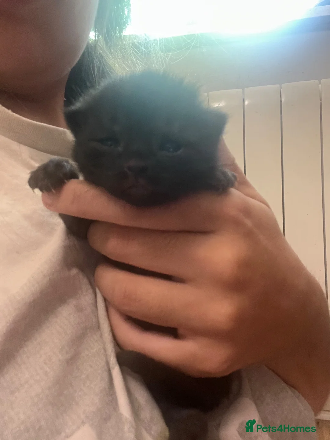 Mixed Breed cats for sale: Kittens  - Advert 14