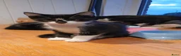 Mixed Breed cats for adoption: Kittens for sale, Jarrow in Jarrow - Advert 8