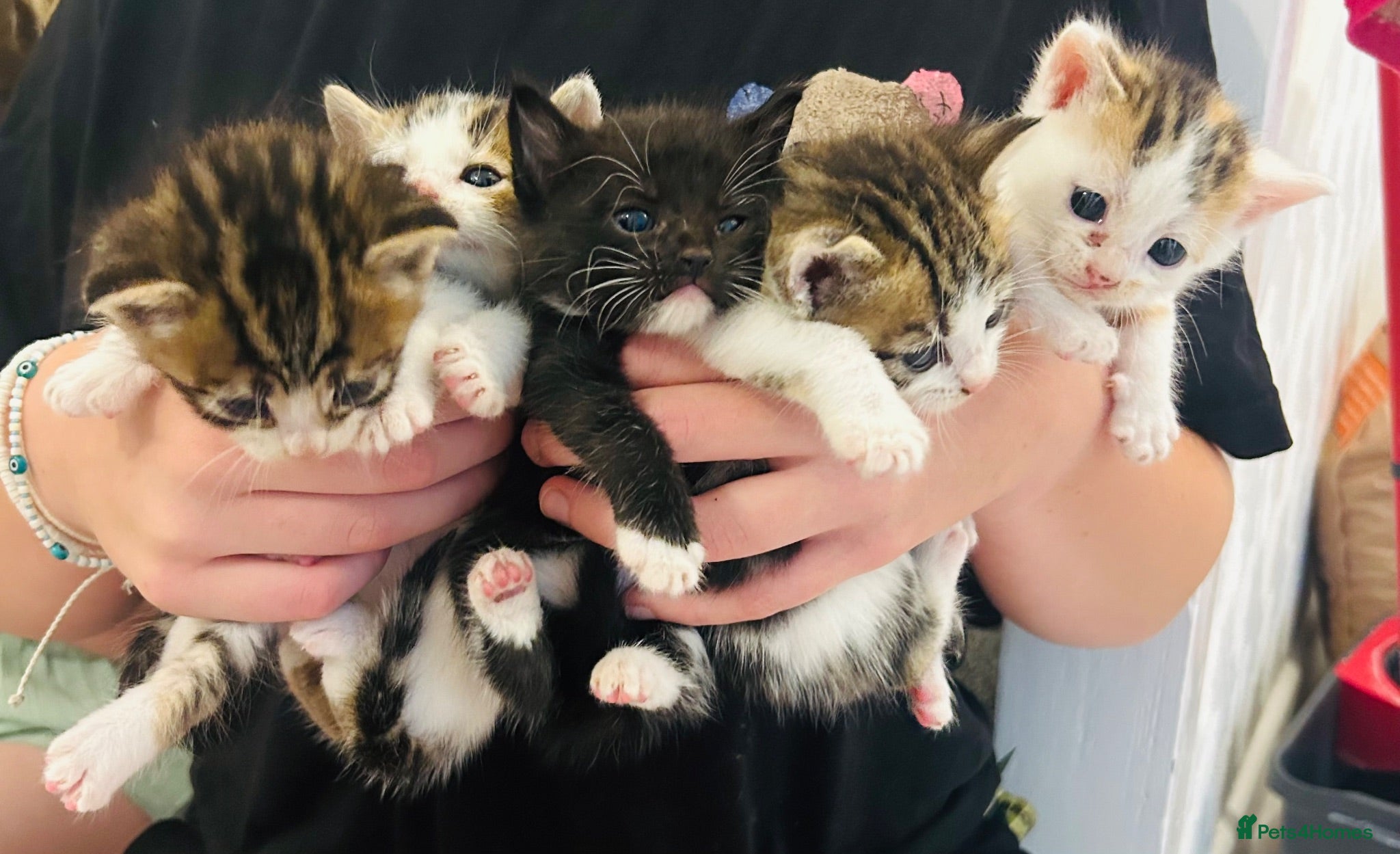 Mixed Breed cats Beautiful kittens for sale  - Advert 2