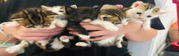 Mixed Breed cats for sale: Beautiful kittens for sale  - Advert 1