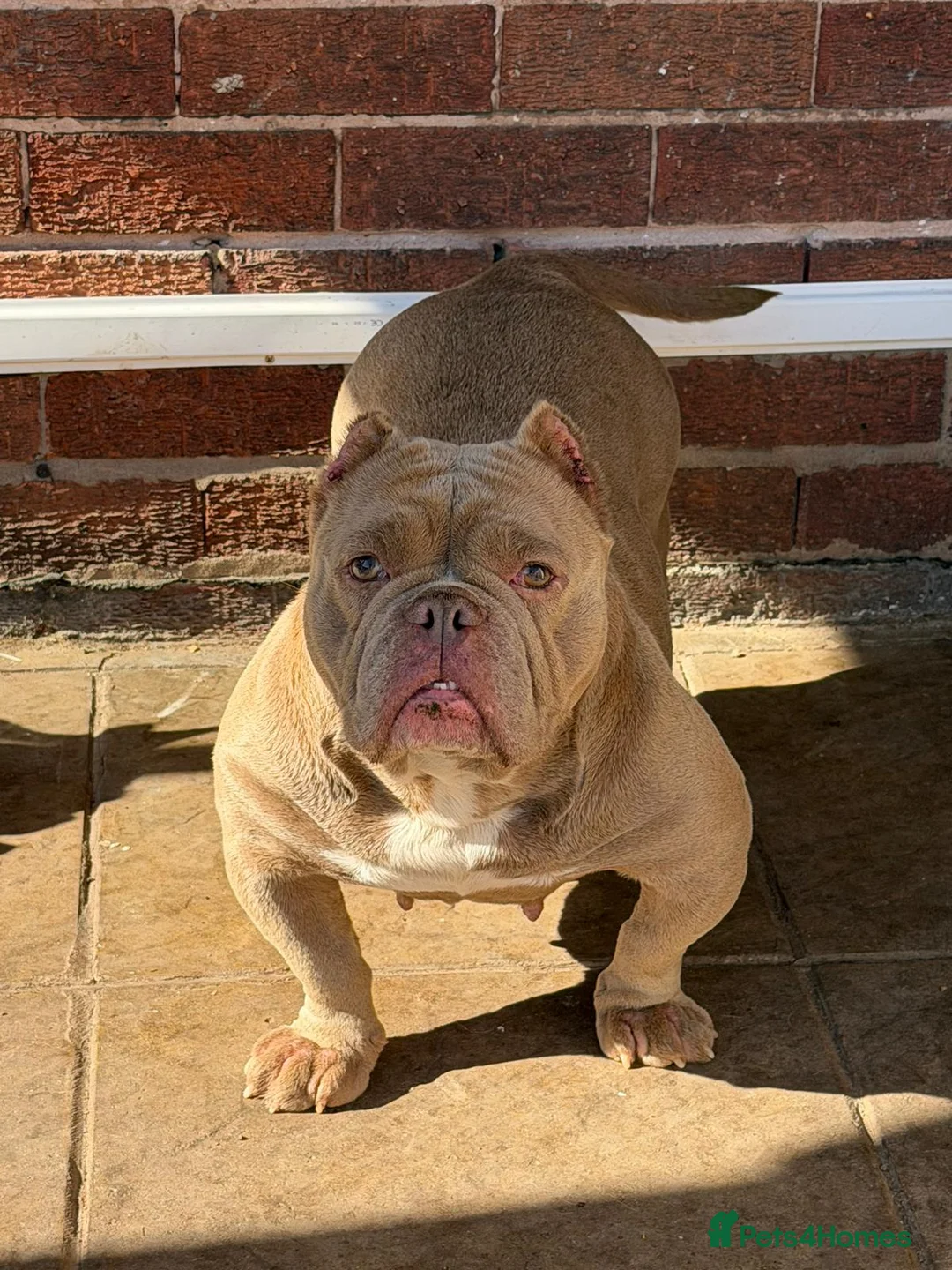 American Bully dogs for sale: Exotic Bulldog - Advert 1