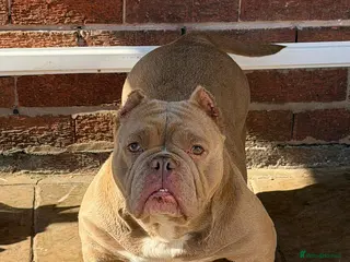 American Bully dogs Exotic Bulldog - Advert 5