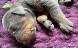 Dobermann dogs for sale: DOBERMAN PUPPIES (BOTH KC HEALTH TESTED PARENTS) - Image 30