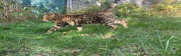 Bengal cats for sale: TICA Registered Bengal Kitten - Stunning Rosettes - Advert 23