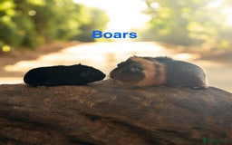 Guinea Pig rodents for sale: Guinea Pigs Boars & Sows from Show Stock Satins in Atherstone - Image 3