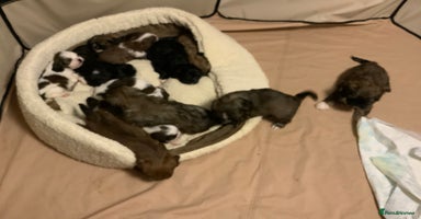 Cava Tzu dogs - Advert 1