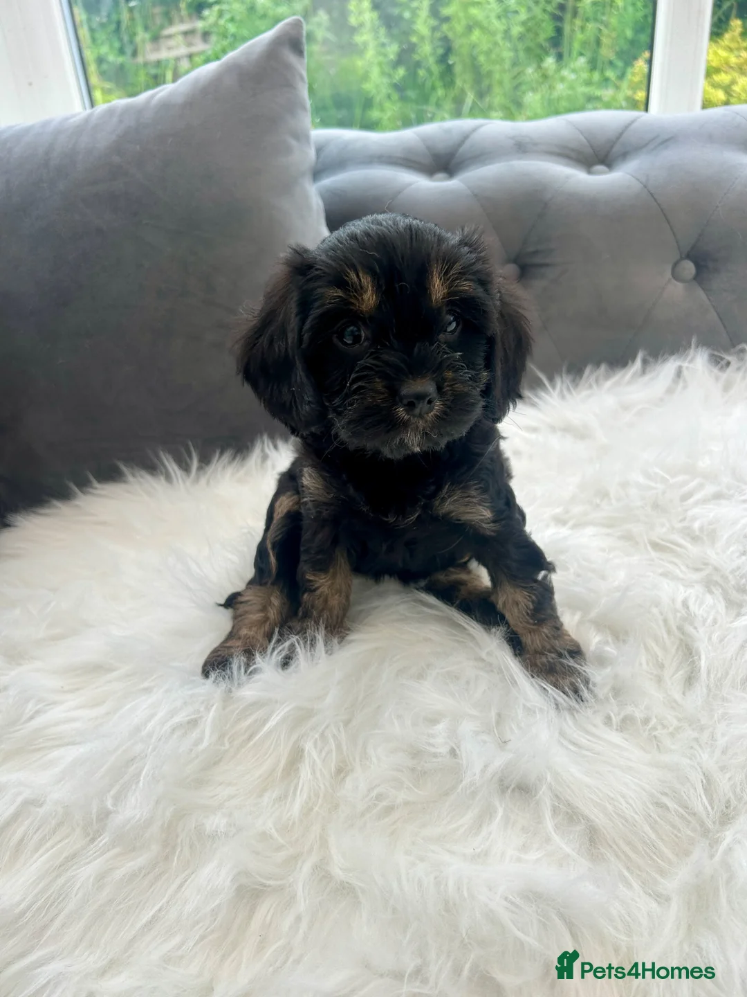 Cavapoo dogs for sale: F1 cavapoo puppies  - Advert 2