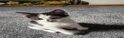 Mixed Breed cats for sale: Mixed Breed Kittens - Advert 14