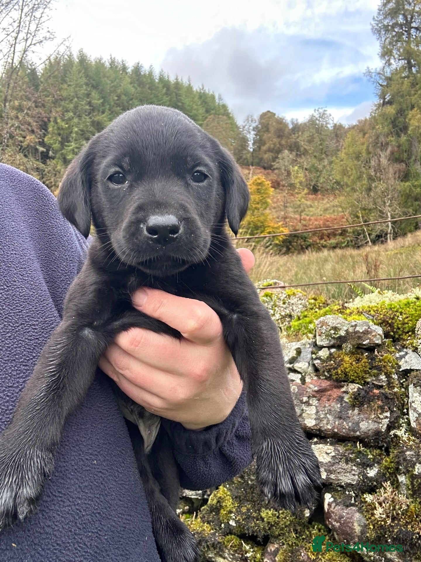 Labrador Retriever dogs KC Registered Black Labrador Puppies - Advert 1
